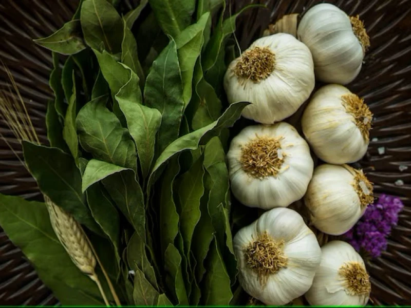 فوائد الثوم